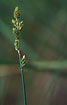 Foto af Gr Star (Carex canescens). Fotograf: 