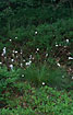 Hares-tail Cottongrass in the forest floor