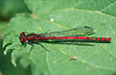 Large Red Damselfly resting