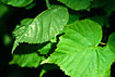 Leaves of Small-leaved Lime