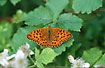 Male High Brown Fritillary on Blackberry