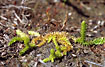 March Clubmoss at a lakeside