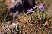 Flowering Common Sea-lavender