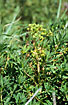 March Spurge with fruits