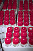 Rows of redcap bottles ready to analysis