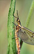 Close-up of the mayfly Ephemera danica