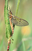 Imago of the mayfly Ephemera danica