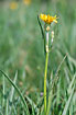 Photo ofViper`s-Grass (Scorzonera humilis). Photographer: 