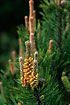 Photo ofDwarf Mountain-Pine (Pinus mugo). Photographer: 