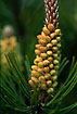 Flowering Dwarf Mountain-Pine