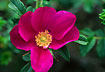 Flowering Japanese Rose