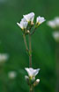 Foto af Kornet Stenbrk (Saxifraga granulata). Fotograf: 