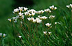 Flowering Meadow Saxifrage