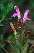 Foto af Mose-Troldurt (Pedicularis sylvatica). Fotograf: 