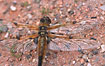 Four-spottet Chaser on the ground