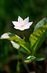 Flowering Chickweed Wintergreen