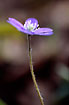Photo ofLiverleaf (Hepatica nobilis). Photographer: 