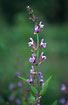Flowering Sage - a magnificent spice