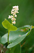 Photo ofMay Lily (Maianthemum bifolium). Photographer: 