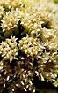 Close-up of flowering Giant Butterbur