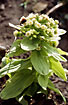 The early flowering Giant Butterbur is able to offer nutrition to the early insects