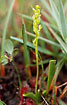 Photo ofBog Orchid (Hammarbya paludosa). Photographer: 