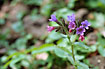 Photo ofSuffolk Lungwort (Pulmonaria obscura). Photographer: 