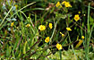 Photo ofSpearwort  (Ranunculus flammula ). Photographer: 