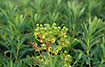Foto af Strand-Vortemlk (Euphorbia palustris). Fotograf: 