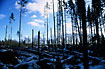 Storm damage in a danish pine plantation