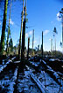Storm damage in a danish pine plantation