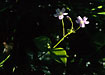 Photo ofPink Purslane (Claytonia sibirica). Photographer: 