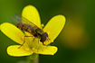 Marmalade Hoverfly seeking food on  Marsh Saxifrage