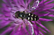The hooverfly Scaeva pyrastri seeking food on a knapweed