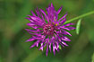 Flower of Brown Knapweed