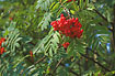 Foto af Almindelig Rn (Sorbus aucuparia). Fotograf: 
