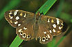 Specled Wood in the sunlight