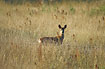Roe Deer on an old field