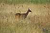 Roe Deer on a field