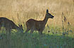 Photo ofRoe Deer (Capreolus capreolus). Photographer: 