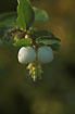 Photo ofSnowberry (Symphoricarpos albus). Photographer: 