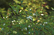 The species is often seen in hedgerows