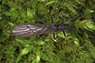 Winged female