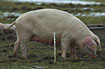 Domestic pig in the field