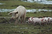 Domestic pig with piglets