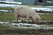 Domestic pig looking for food