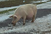 Pig looking for more food