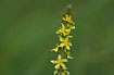 Photo ofAgrimony (Agrimonia eupatoria). Photographer: 