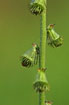 Foto af Almindelig Agermne (Agrimonia eupatoria). Fotograf: 