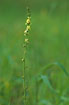 Photo ofAgrimony (Agrimonia eupatoria). Photographer: 